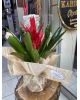 Vip lila mor beyaz karma 1-2